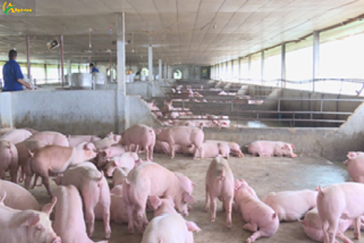 How to stabilize pig prices sustainably?