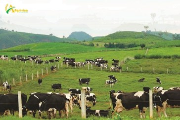 The livestock industry before the competition problem