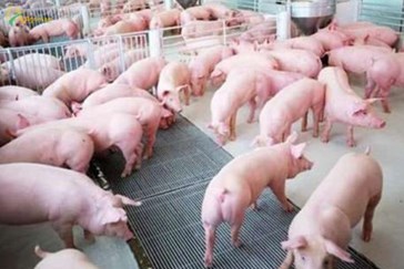 High pork prices complicate economic recovery