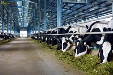 What is a hi-tech breeding model? How is the application?
