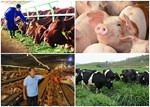Tạo thuận lợi cho ngành chăn nuôi trong bối cảnh mới