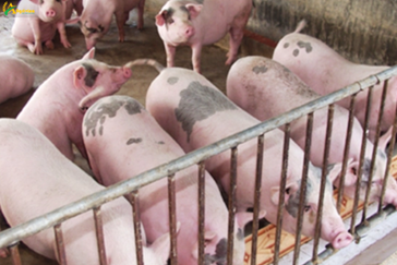 Live hog price today 4/6: The South fluctuates in opposite directions