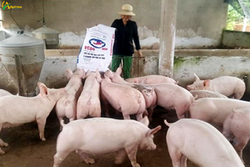 Live hog price today June 25, 2021: Slight decrease, the highest is 70,000 VND/kg