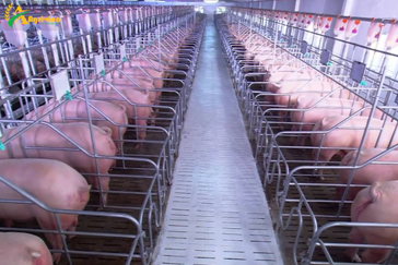 Agriculture Where is Vietnam's pig farming weak?