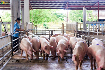 Live hog price drops to 2-year low