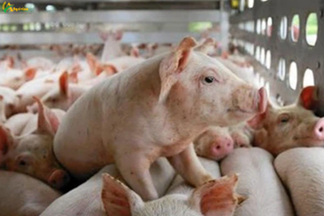 A livestock enterprise locks the right to receive cash dividends at the rate of nearly 83%