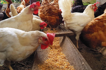 The price of animal feed skyrocketed, so much so that it upset the flow of global trade