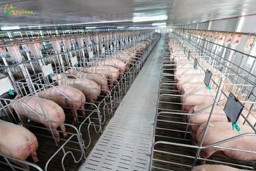 Pig industry: The picture in the next 10 years?