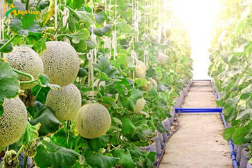 Thanh Hoa agriculture towards large and modern production