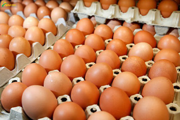 Hanoi builds a sustainable agricultural product chain