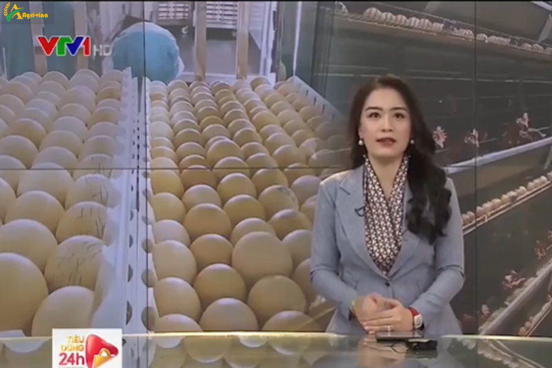 Thúc đẩy chăn nuôi gà công nghệ cao