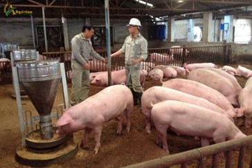 Pig industry - 25 years in retrospect: From craft to closed chain