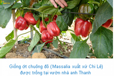 Bao Lam Lam Dong Province Success from high-tech application of bell pepper growing model