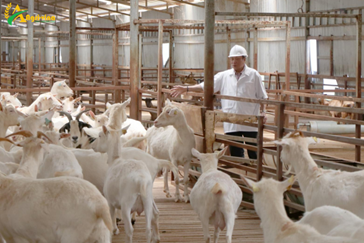 To develop animal husbandry in the direction of high technology, a new way of doing things for the people of Kon Tum province.