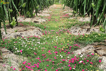 Using ecological solutions to protect crops
